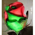 Tinted Roses - Red, Green